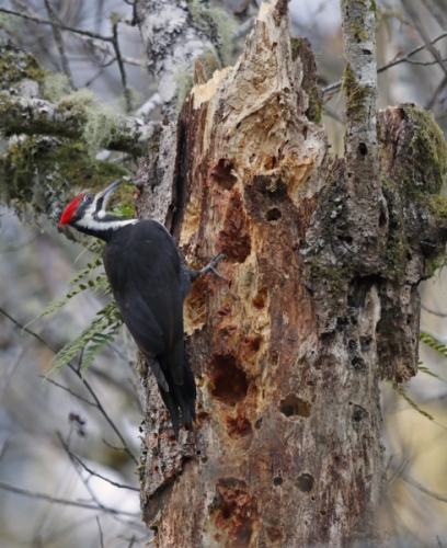 Old Snag and Woodpecker in Photographs
